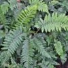 Fern Tassel Polystichum Polyblepharum 1 Fern Tassel Polystichum Polyblepharum -Rare Roots FERN TASSEL