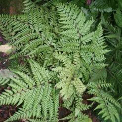 Fern Eared Lady Athyrium Otophorum 'Okanum'