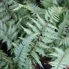 Fern Ghost Athyrium Nipponicum 'Ghost' 1 Fern Ghost Athyrium Nipponicum 'Ghost' -Rare Roots FernGhost
