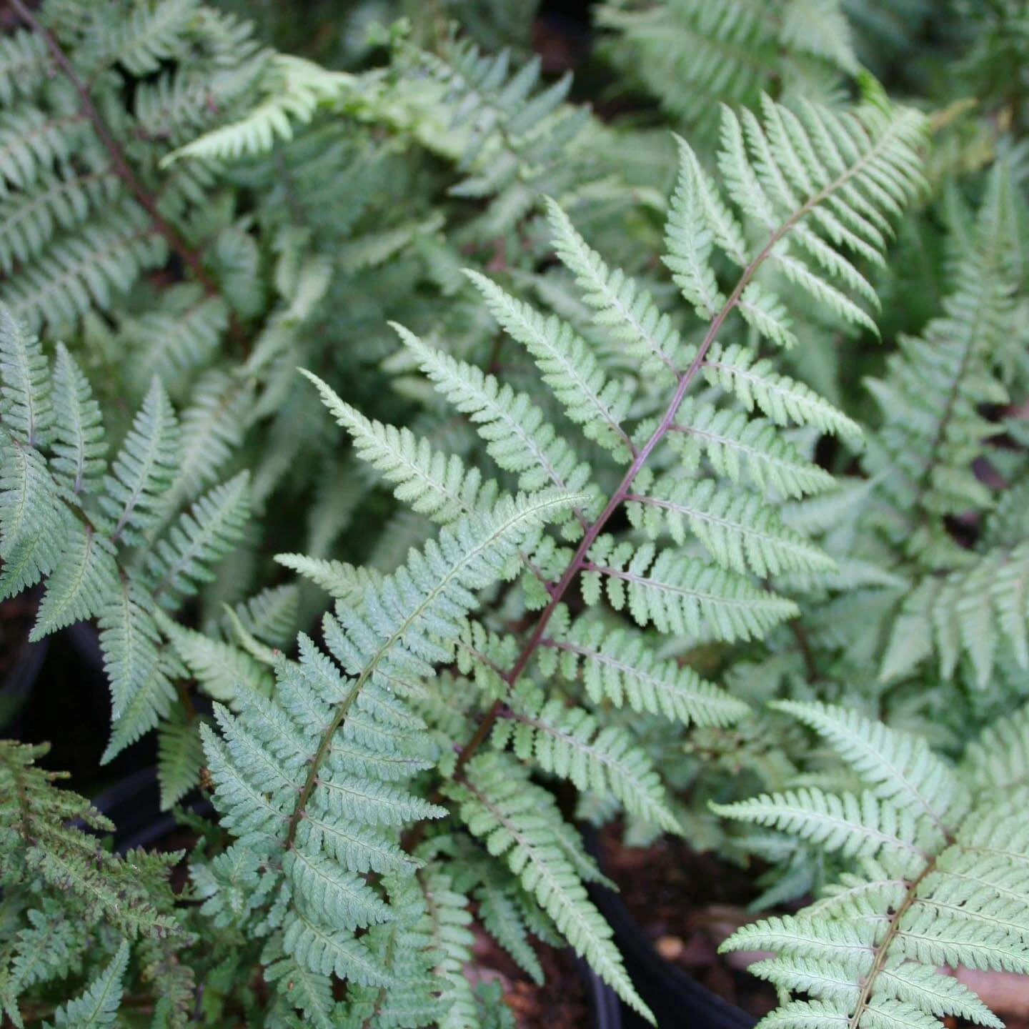 Fern Ghost Athyrium Nipponicum 'Ghost' 3 Fern Ghost Athyrium Nipponicum 'Ghost'