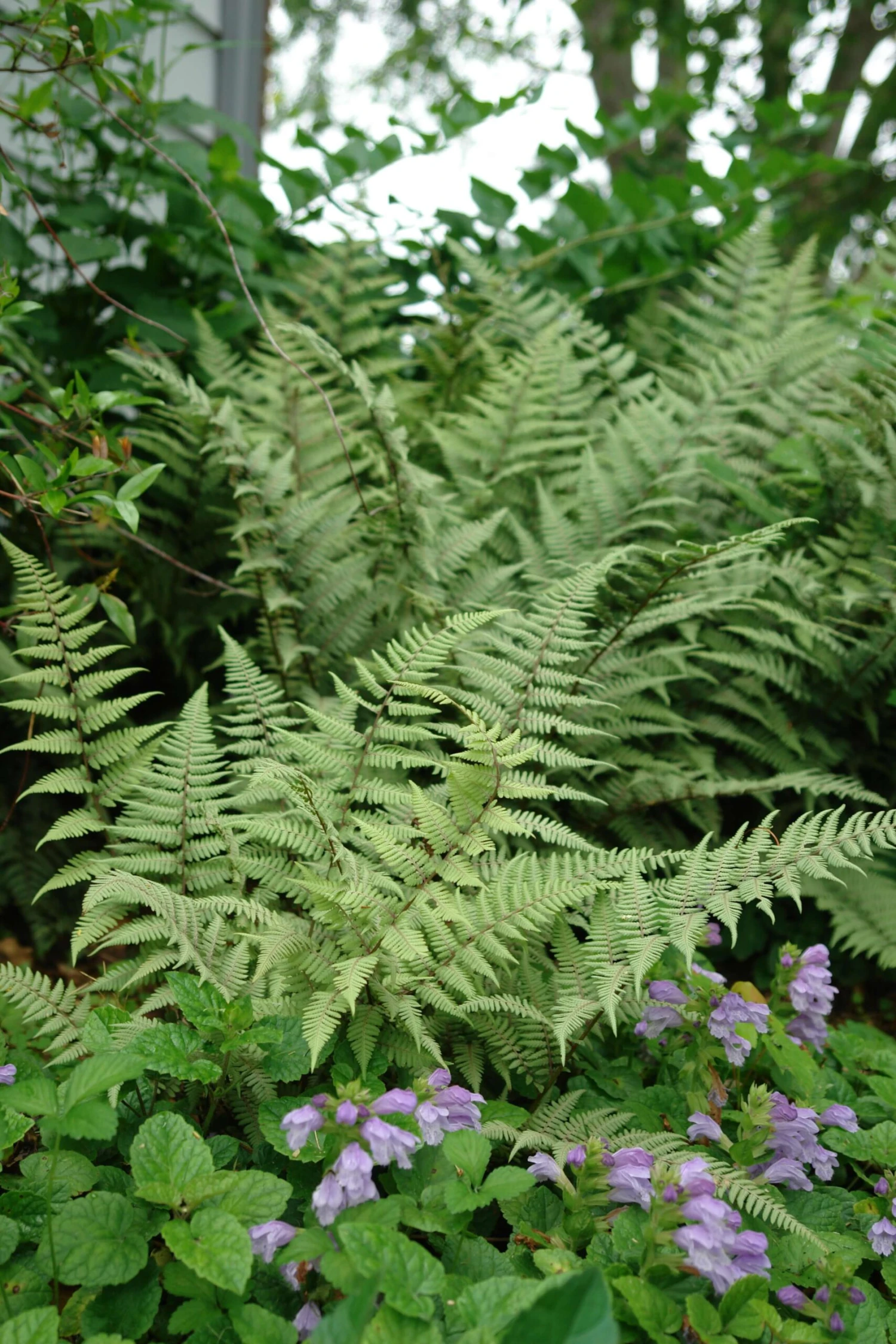 Fern Ghost Athyrium Nipponicum 'Ghost' 4 Fern Ghost Athyrium Nipponicum 'Ghost' - Image 2