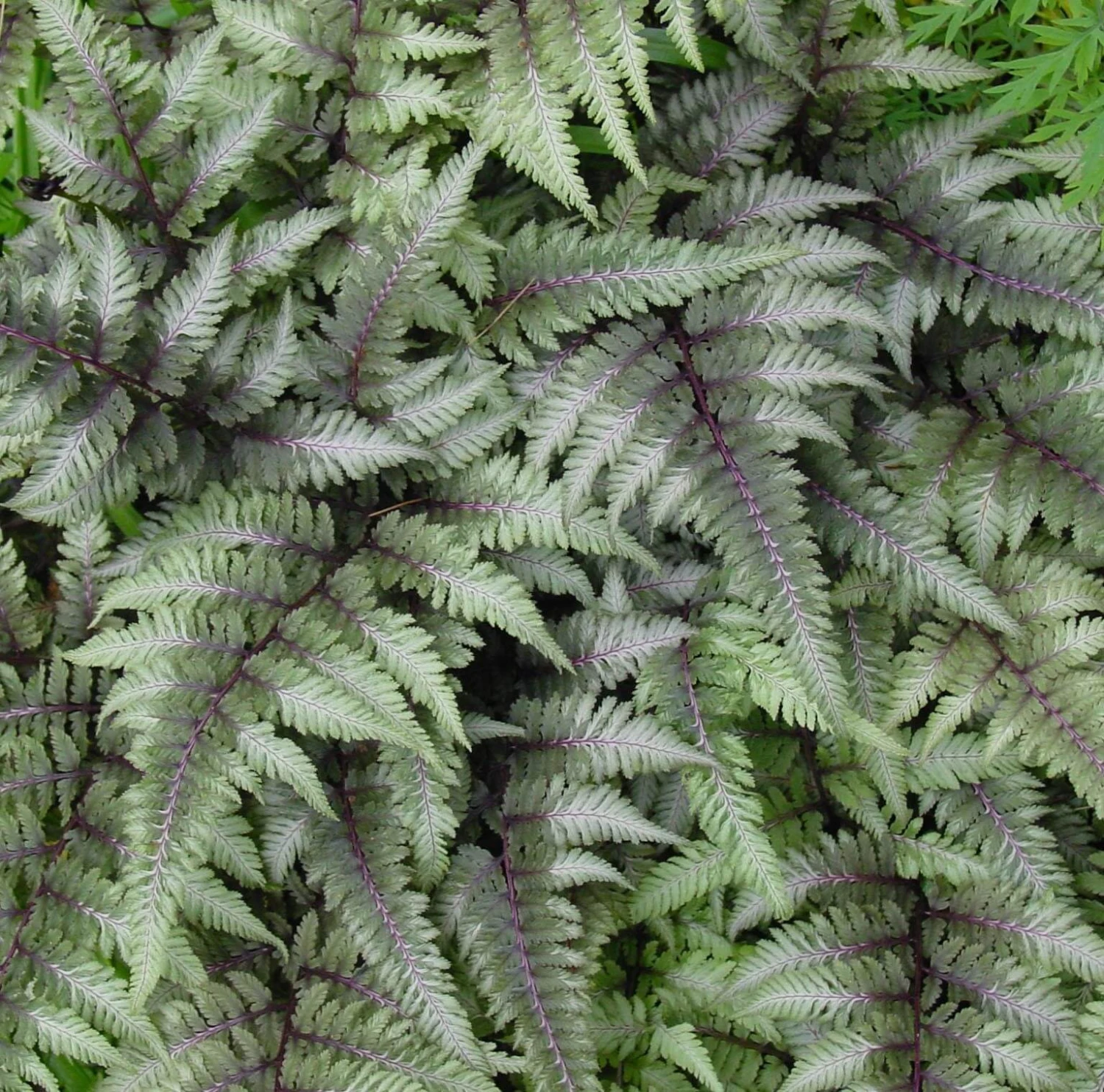 Fern Japanese Painted Athyrium Niponicum 'Pictum' 3 Fern Japanese Painted Athyrium Niponicum 'Pictum'