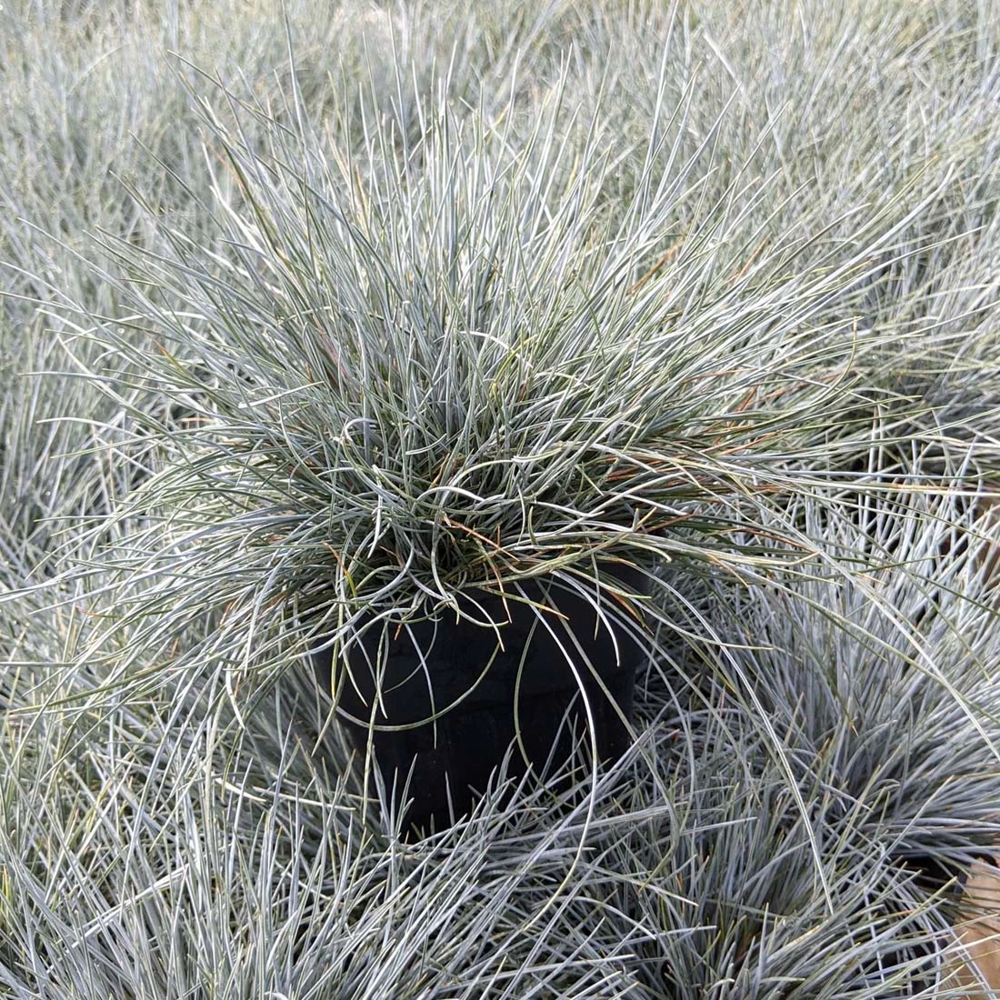 Festuca 'Elijah Blue' Blue Fescue Grass 3 Festuca 'Elijah Blue' Blue Fescue Grass