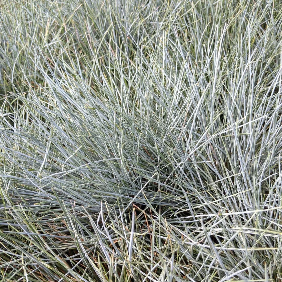 Festuca 'Elijah Blue' Blue Fescue Grass 4 Festuca 'Elijah Blue' Blue Fescue Grass - Image 2