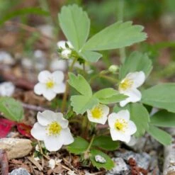 Fragaria Virginiana Wild Strawberry