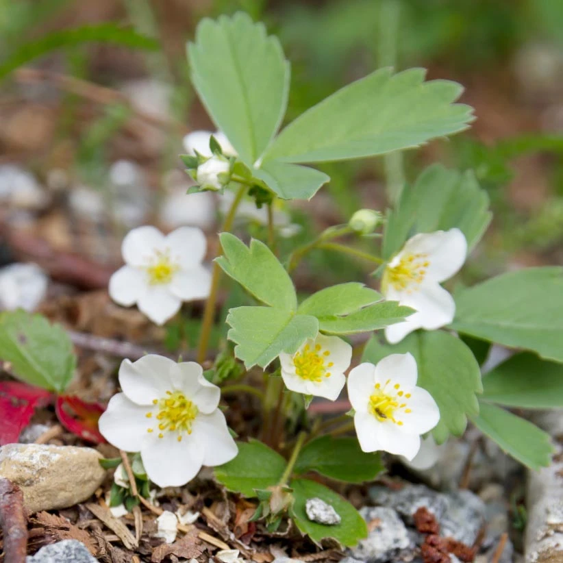 Fragaria Virginiana Wild Strawberry 3 Fragaria Virginiana Wild Strawberry