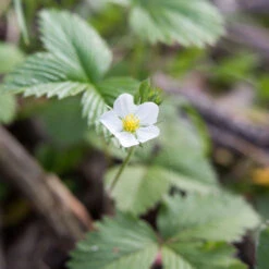 Fragaria Virginiana Wild Strawberry 7 Fragaria Virginiana Wild Strawberry -Rare Roots Fragaria virginiana Wild Strawberry