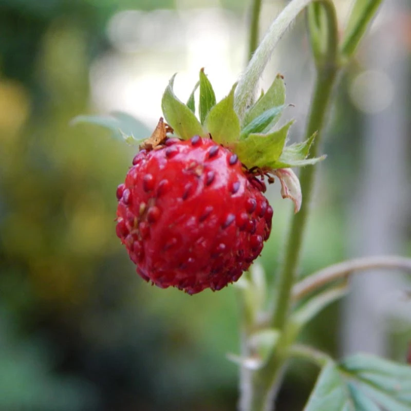 Fragaria Virginiana Wild Strawberry 4 Fragaria Virginiana Wild Strawberry - Image 2