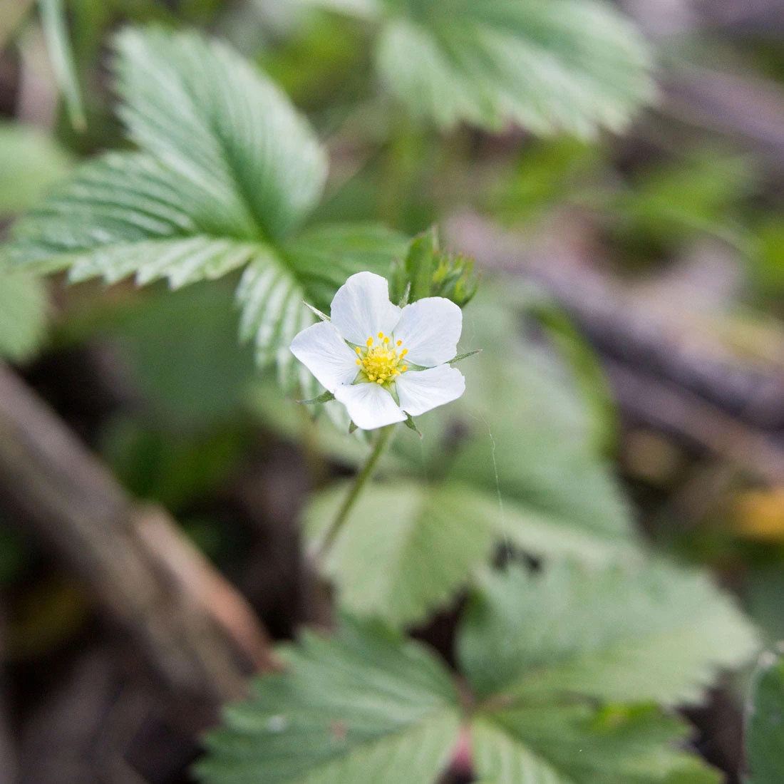 Fragaria Virginiana Wild Strawberry 5 Fragaria Virginiana Wild Strawberry - Image 3