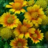 Gaillardia 'Arizona Apricot' Blanket Flower 2 Gaillardia 'Arizona Apricot' Blanket Flower -Rare Roots GAILLARDIA ARIZONA APRICOT 1