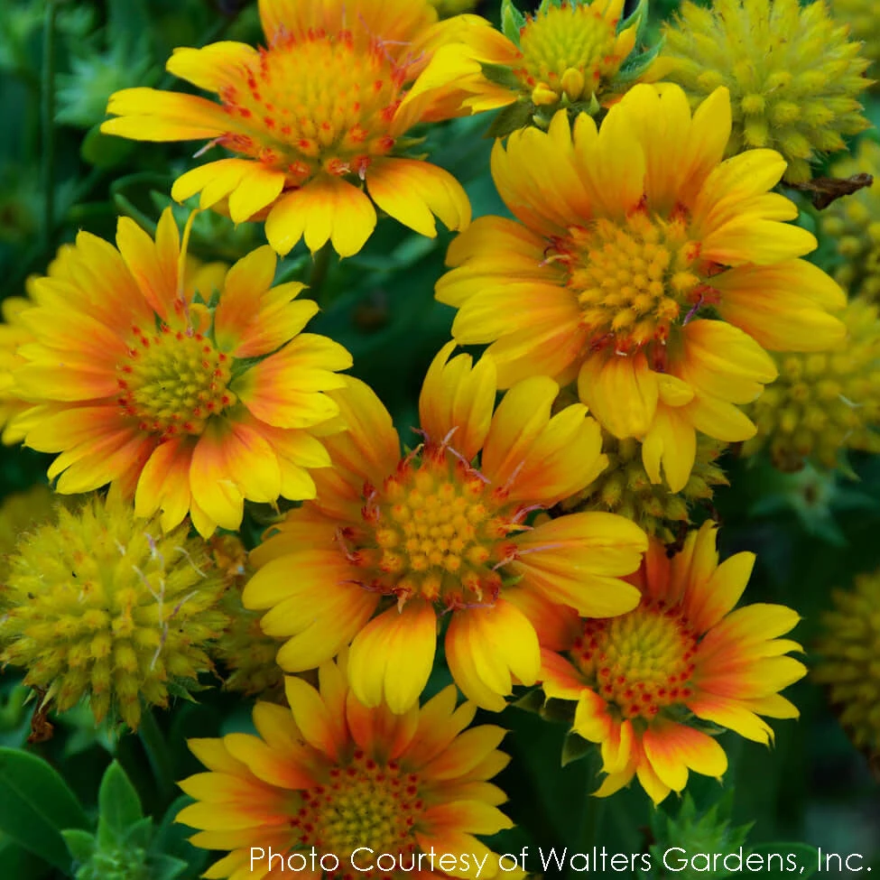 Gaillardia 'Arizona Apricot' Blanket Flower 3 Gaillardia 'Arizona Apricot' Blanket Flower