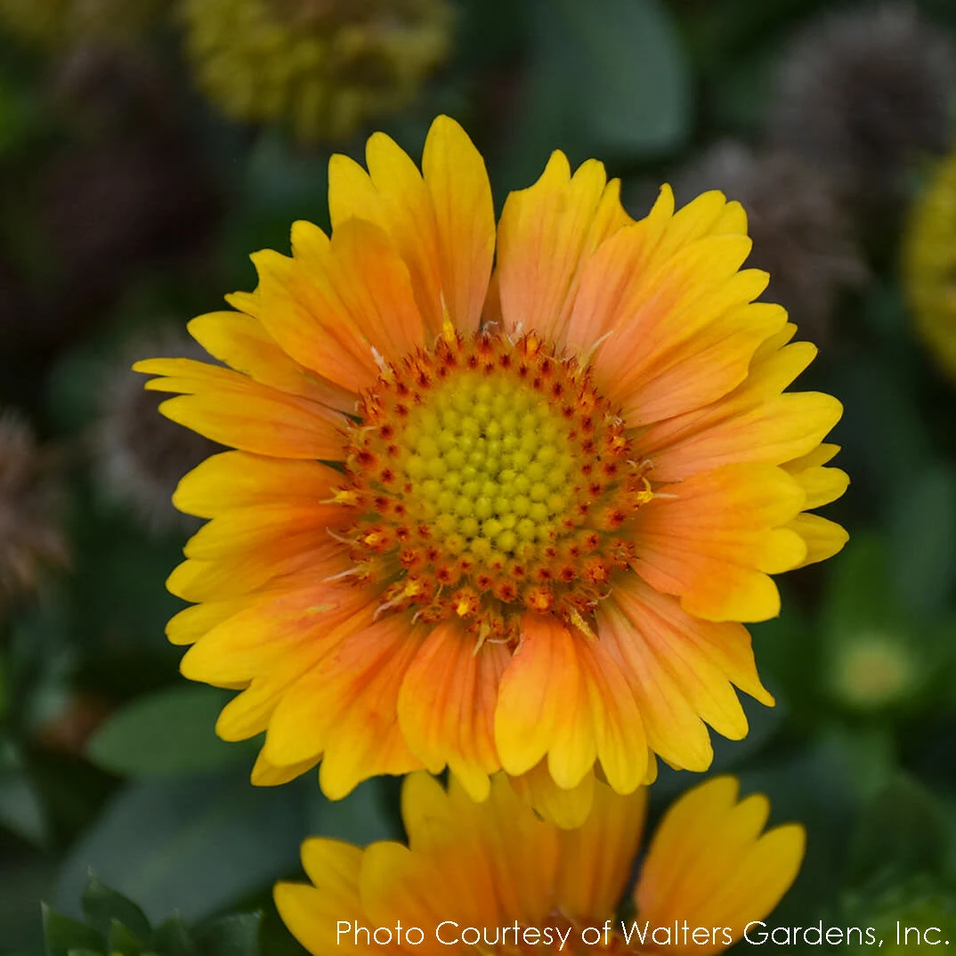 Gaillardia 'Arizona Apricot' Blanket Flower 4 Gaillardia 'Arizona Apricot' Blanket Flower - Image 2