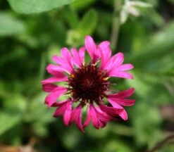 Gaillardia 'Grape Sensation' Blanket Flower -Rare Roots GLL Grape Sensation EZ