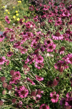Gaillardia 'Grape Sensation' Blanket Flower -Rare Roots GLL Grape Sensation2 EZ