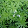 Galium Odoratum Sweet Woodruff -Rare Roots GLM odoratum2 EZ