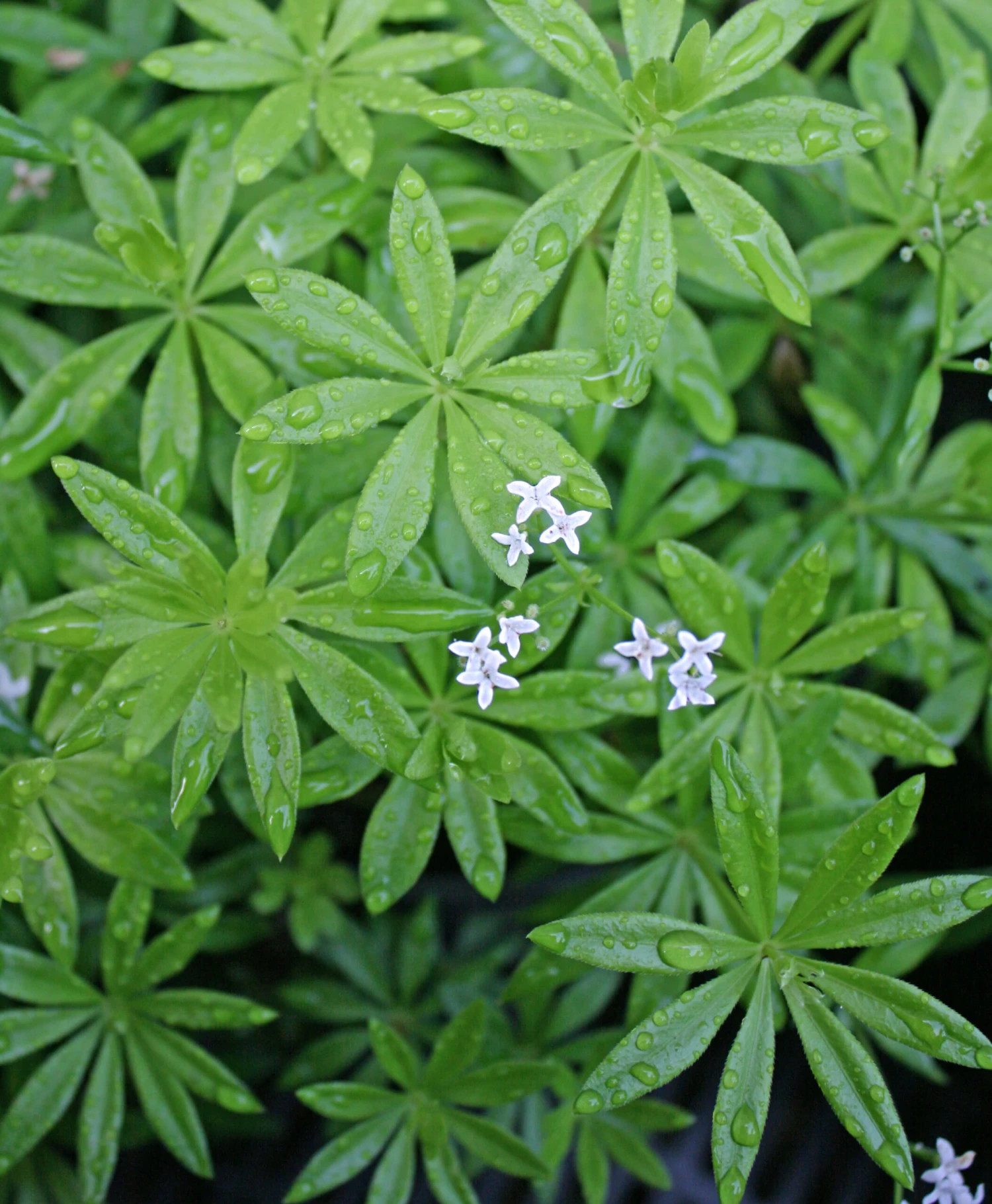 Galium Odoratum Sweet Woodruff 3 Galium Odoratum Sweet Woodruff