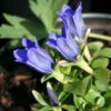 Gentiana 'True Blue' Bottle Gentian 1 Gentiana 'True Blue' Bottle Gentian -Rare Roots GNT True Blue EZ