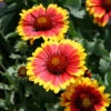 Gaillardia 'Arizona Sun' Blanket Flower 1 Gaillardia 'Arizona Sun' Blanket Flower -Rare Roots Gaillardia Arizonia Sun Blanket Flower