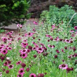Gaillardia 'Grape Sensation' Blanket Flower