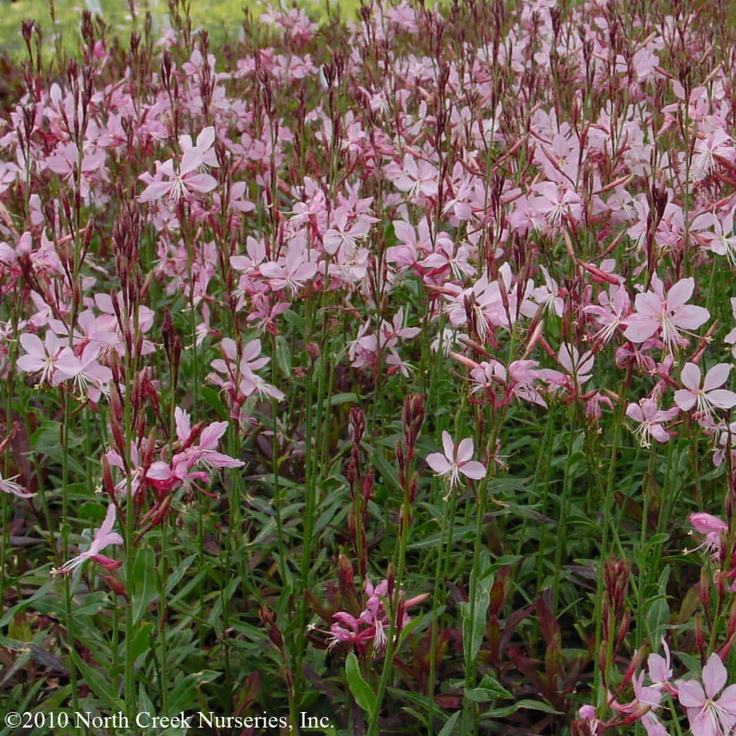 Gaura 'Siskiyou Pink' Wandflower 4 Gaura 'Siskiyou Pink' Wandflower - Image 2