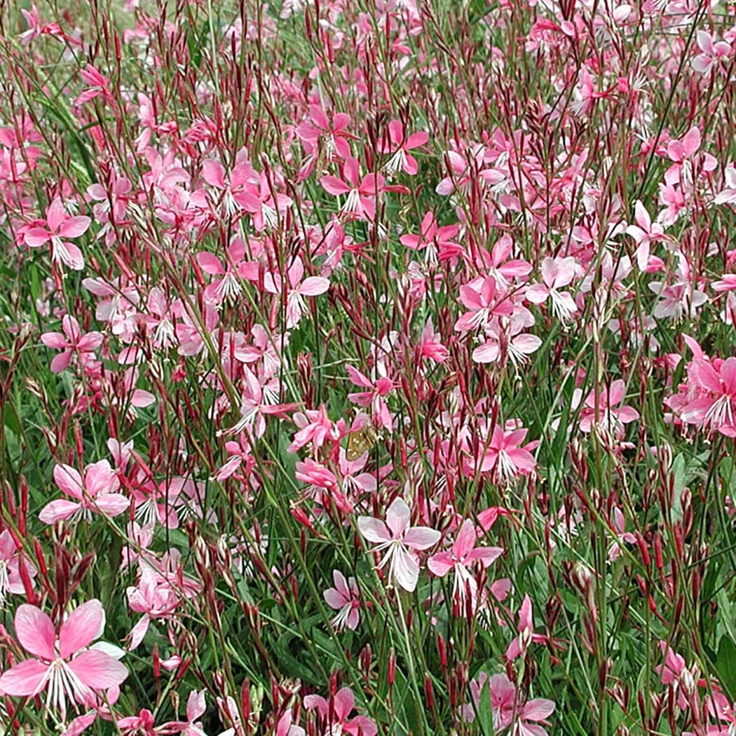 Gaura 'Siskiyou Pink' Wandflower 3 Gaura 'Siskiyou Pink' Wandflower