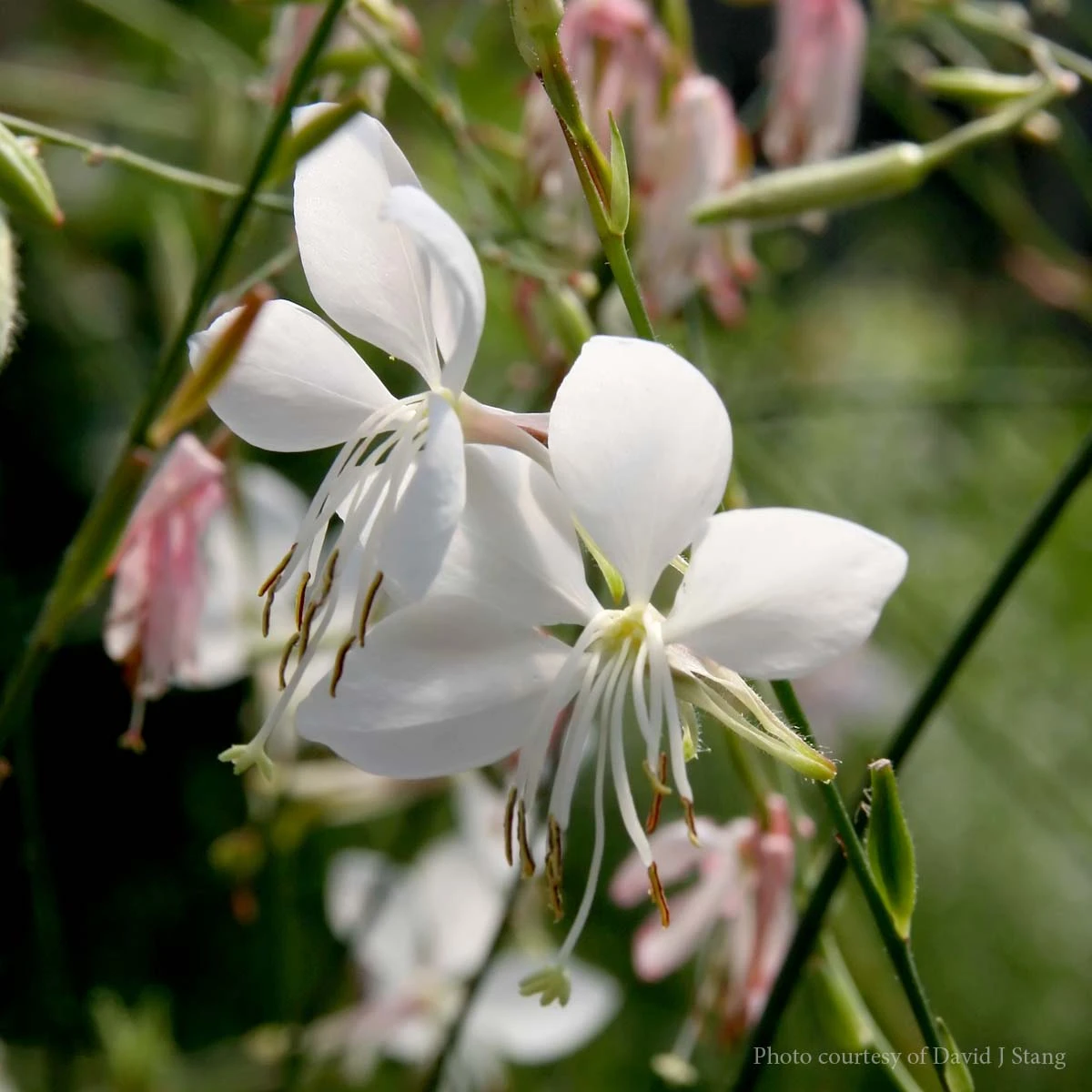 Gaura 'Whirling Butterflies' Wandflower 3 Gaura 'Whirling Butterflies' Wandflower