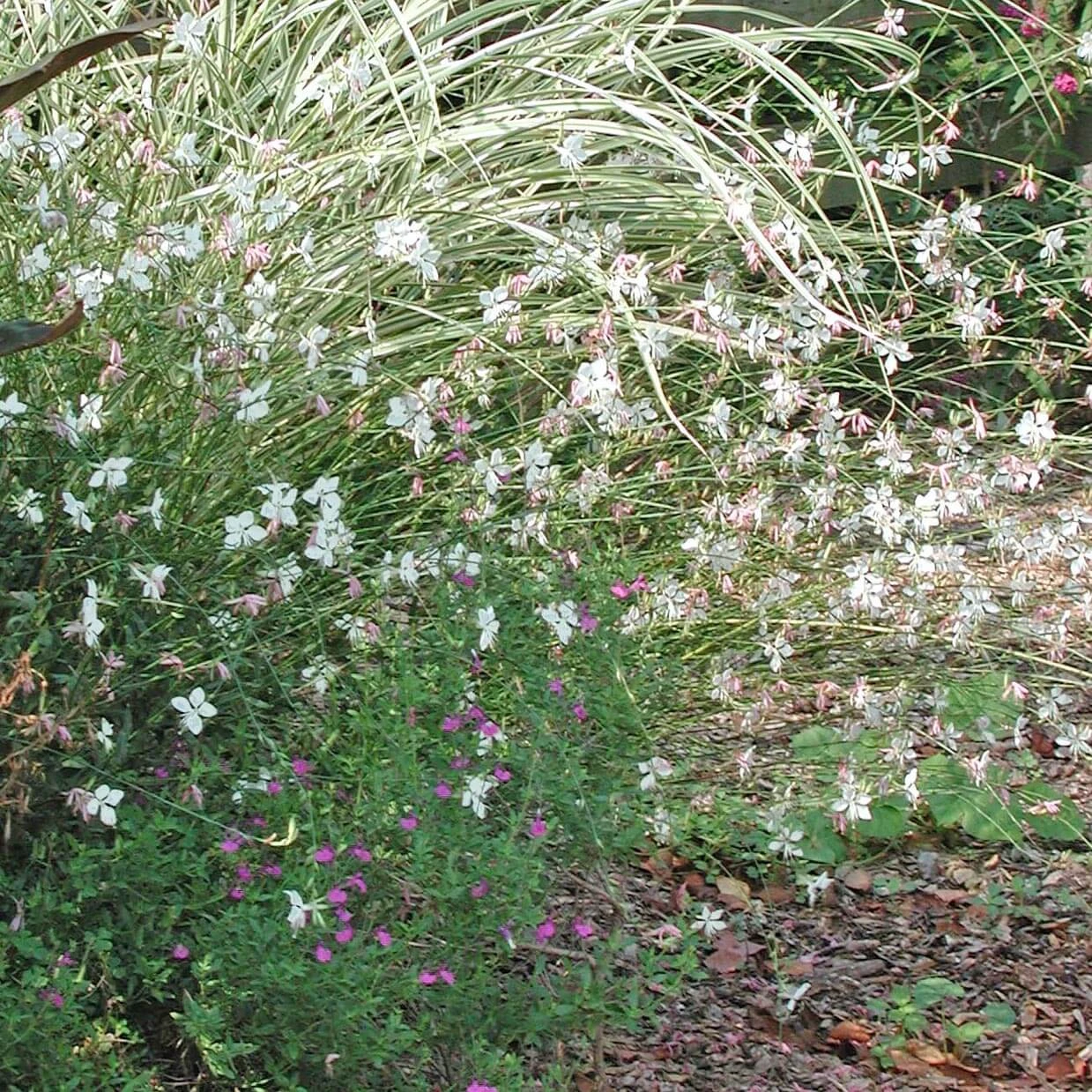 Gaura 'Whirling Butterflies' Wandflower 4 Gaura 'Whirling Butterflies' Wandflower - Image 2