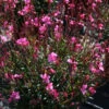 Gaura 'Belleza Dark Pink' Wandflower 2 Gaura 'Belleza Dark Pink' Wandflower -Rare Roots Gaura Belleza Dark PInk
