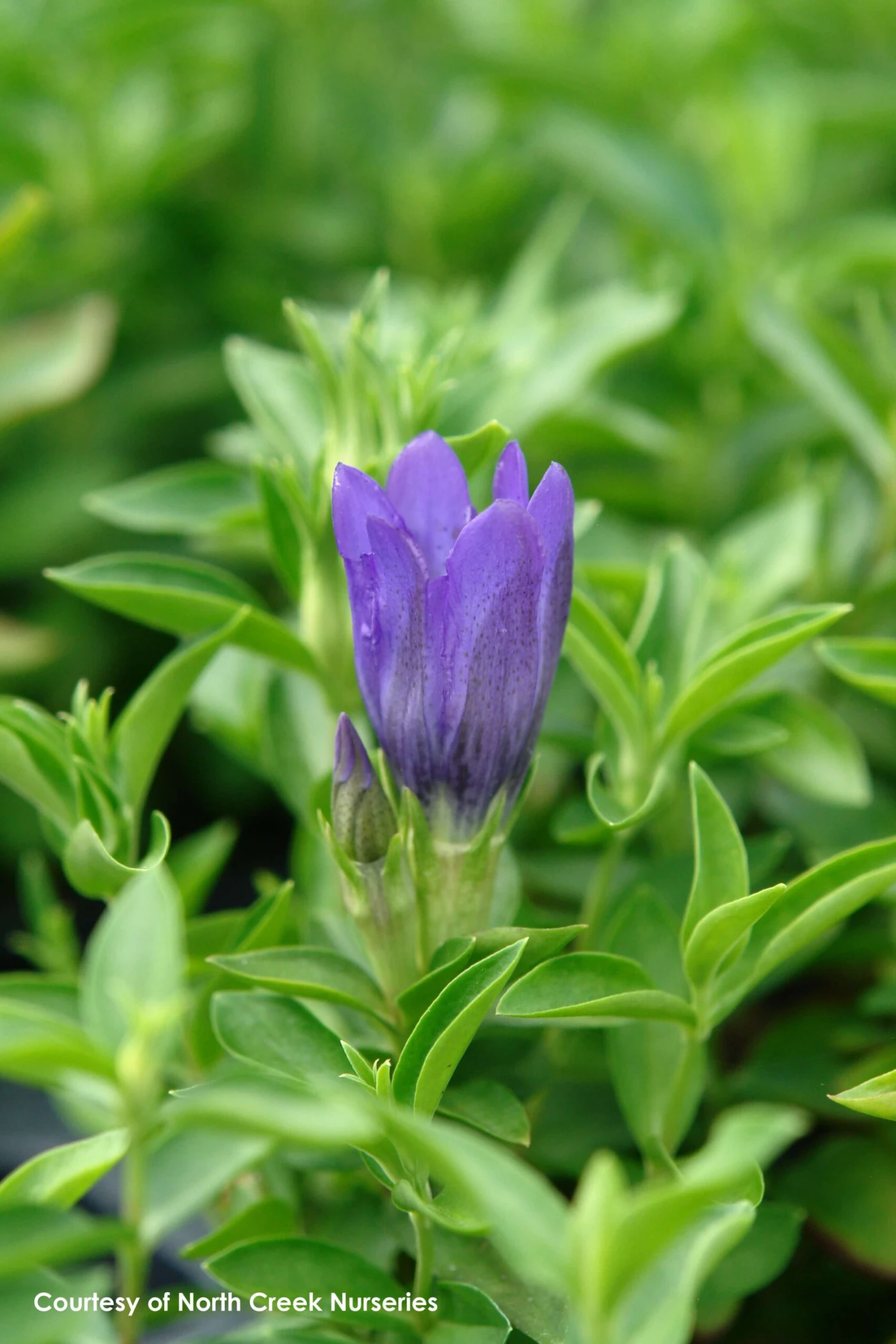 Gentiana 'True Blue' Bottle Gentian 5 Gentiana 'True Blue' Bottle Gentian - Image 3