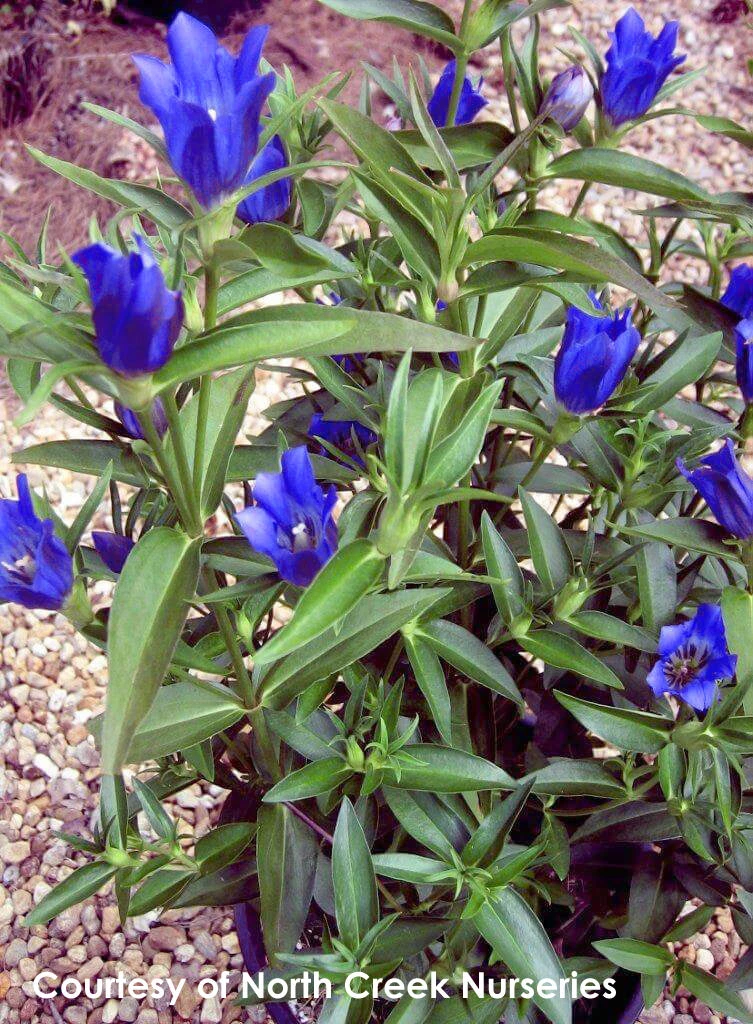 Gentiana 'True Blue' Bottle Gentian 4 Gentiana 'True Blue' Bottle Gentian - Image 2