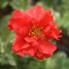 Geum Flora Plena 'Blazing Sunset' Avens 1 Geum Flora Plena 'Blazing Sunset' Avens -Rare Roots Geum Avens Blazing Sunset
