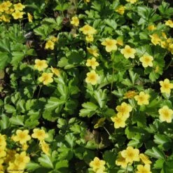 Geum Ternatum Waldsteinia Ternata Barren Strawberry