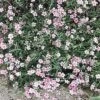 Gypsophila Repens 'Rosea' Creeping Baby's Breath 2 Gypsophila Repens 'Rosea' Creeping Baby's Breath -Rare Roots Gypsophila repens Rosea