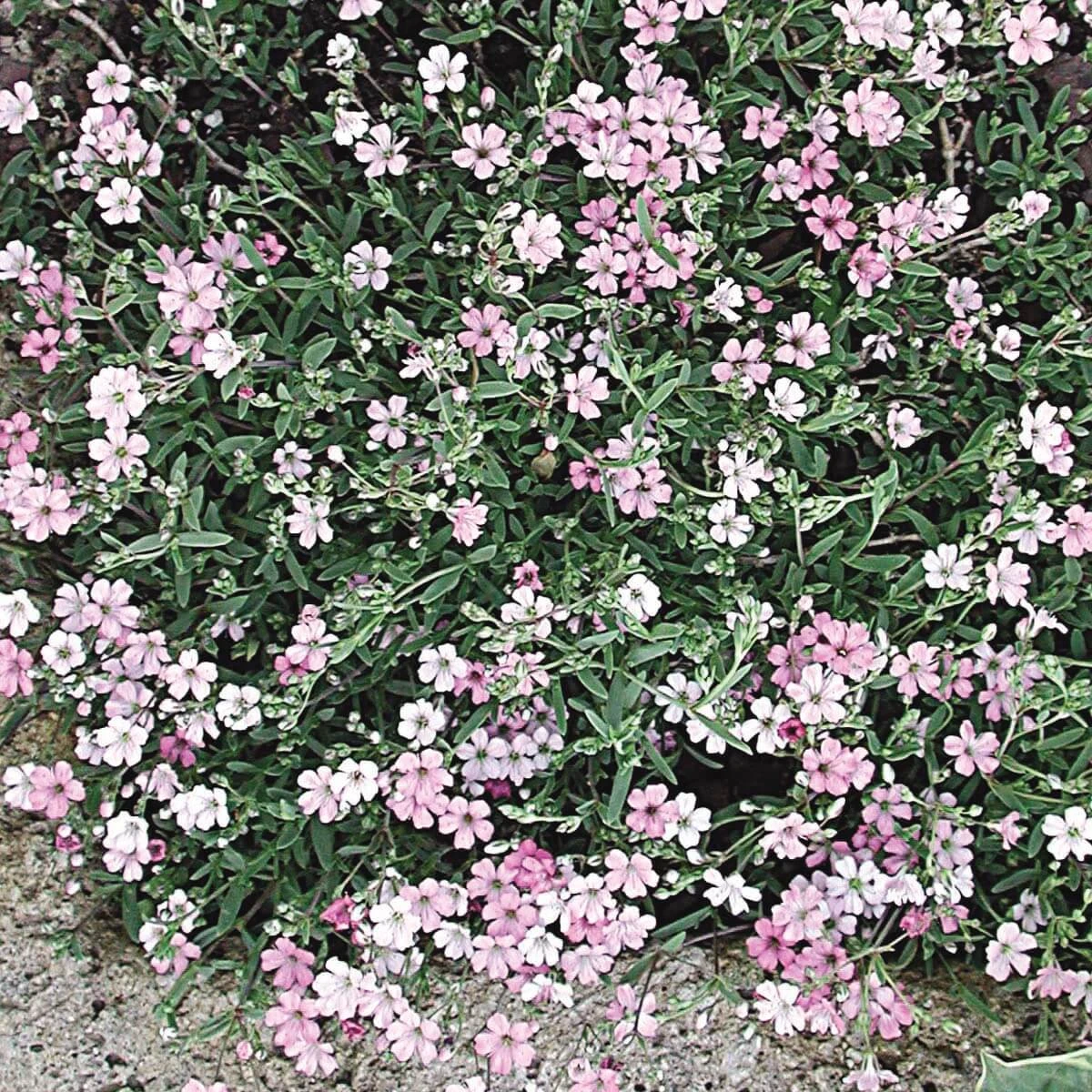 Gypsophila Repens 'Rosea' Creeping Baby's Breath 3 Gypsophila Repens 'Rosea' Creeping Baby's Breath