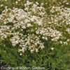 Gypsophila 'Festival Star' Baby's Breath 1 Gypsophila 'Festival Star' Baby's Breath -Rare Roots Gypsophilia Festival Star Baby s Breath