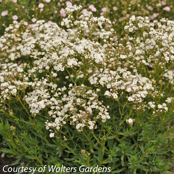 Gypsophila 'Festival Star' Baby's Breath 3 Gypsophila 'Festival Star' Baby's Breath