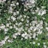 Gypsophila Repens 'Alba' Creeping Baby's Breath 2 Gypsophila Repens 'Alba' Creeping Baby's Breath -Rare Roots Gypsophilia repens Alba Babys Breath