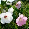 Hardy Hibiscus Moscheutos Swamp Mallow 1 Hardy Hibiscus Moscheutos Swamp Mallow -Rare Roots HBS moscheutos EZ
