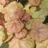 Heuchera Villosa 'Apricot' Coral Bells Or Alumroot 2 Heuchera Villosa 'Apricot' Coral Bells Or Alumroot -Rare Roots HCH Apricot EZ