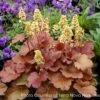 Heuchera X 'Blondie' Coral Bells 2 Heuchera X 'Blondie' Coral Bells -Rare Roots HCH Blondie TN copy
