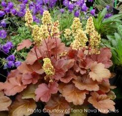 Heuchera X 'Blondie' Coral Bells