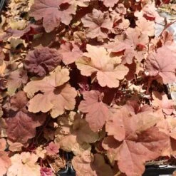 Heuchera 'Lava Lamp' Coral Bells