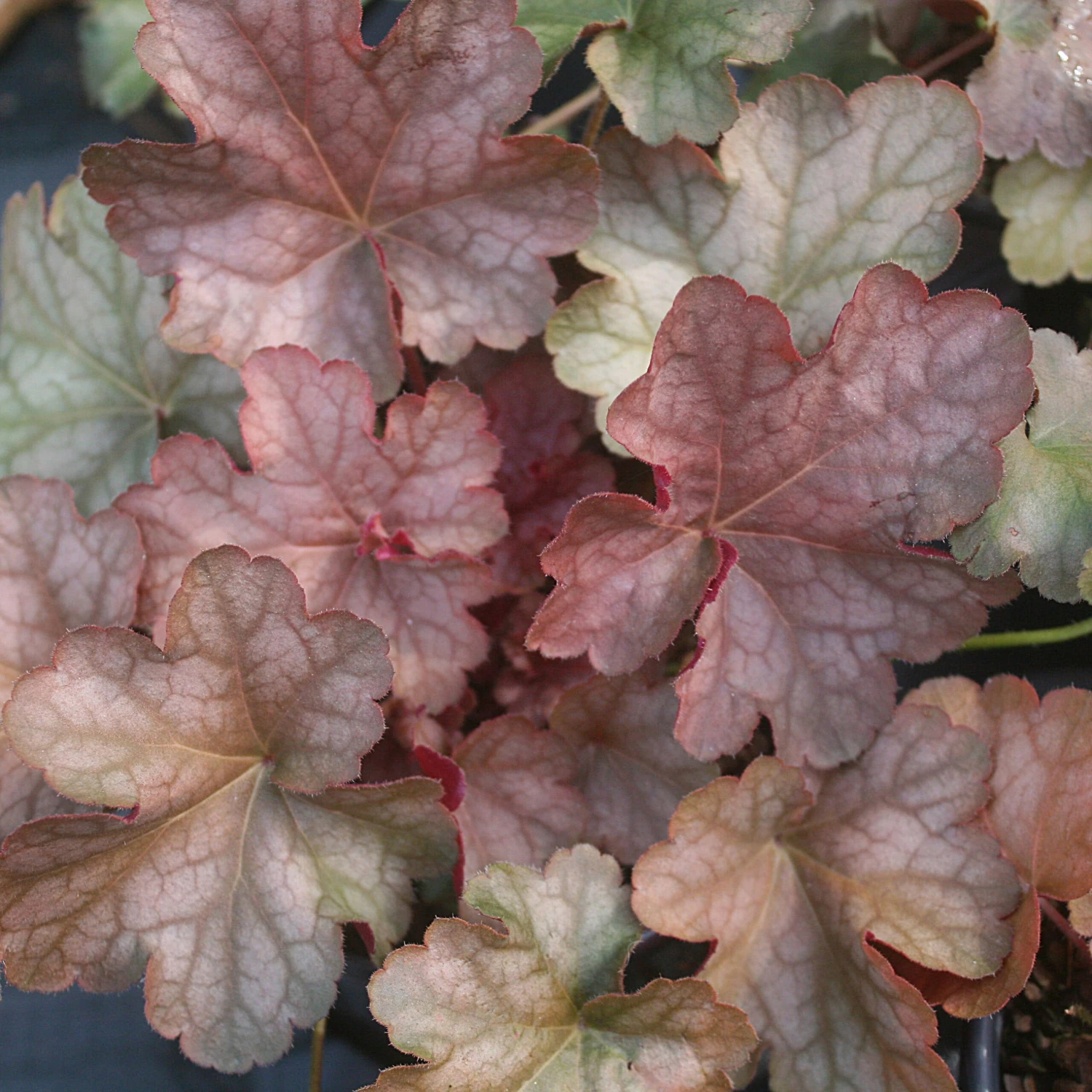Heuchera 'Pinot Gris' Coral Bells 4 Heuchera 'Pinot Gris' Coral Bells - Image 2