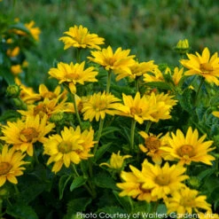 Heliopsis 'Tuscan Gold' Smooth Ox-Eye Daisy 7 Heliopsis 'Tuscan Gold' Smooth Ox-Eye Daisy -Rare Roots HELIOPSIS TUSCAN GOLD 3