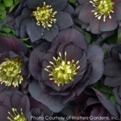 Helleborus X 'Dark And Handsome' Lenten Rose