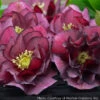 Helleborus 'True Love' Lenten Rose 2 Helleborus 'True Love' Lenten Rose -Rare Roots HELLEBORUS TRUE LOVE 1
