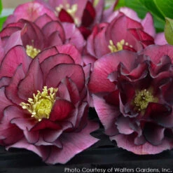 Helleborus 'True Love' Lenten Rose 7 Helleborus 'True Love' Lenten Rose -Rare Roots HELLEBORUS TRUE LOVE 3