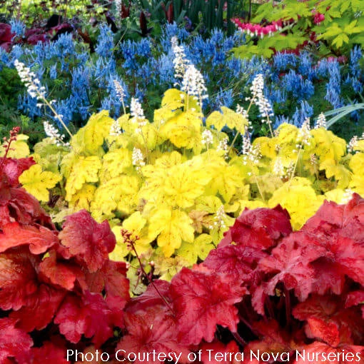 Heuchera X 'Fire Alarm' Coral Bells 4 Heuchera X 'Fire Alarm' Coral Bells - Image 2