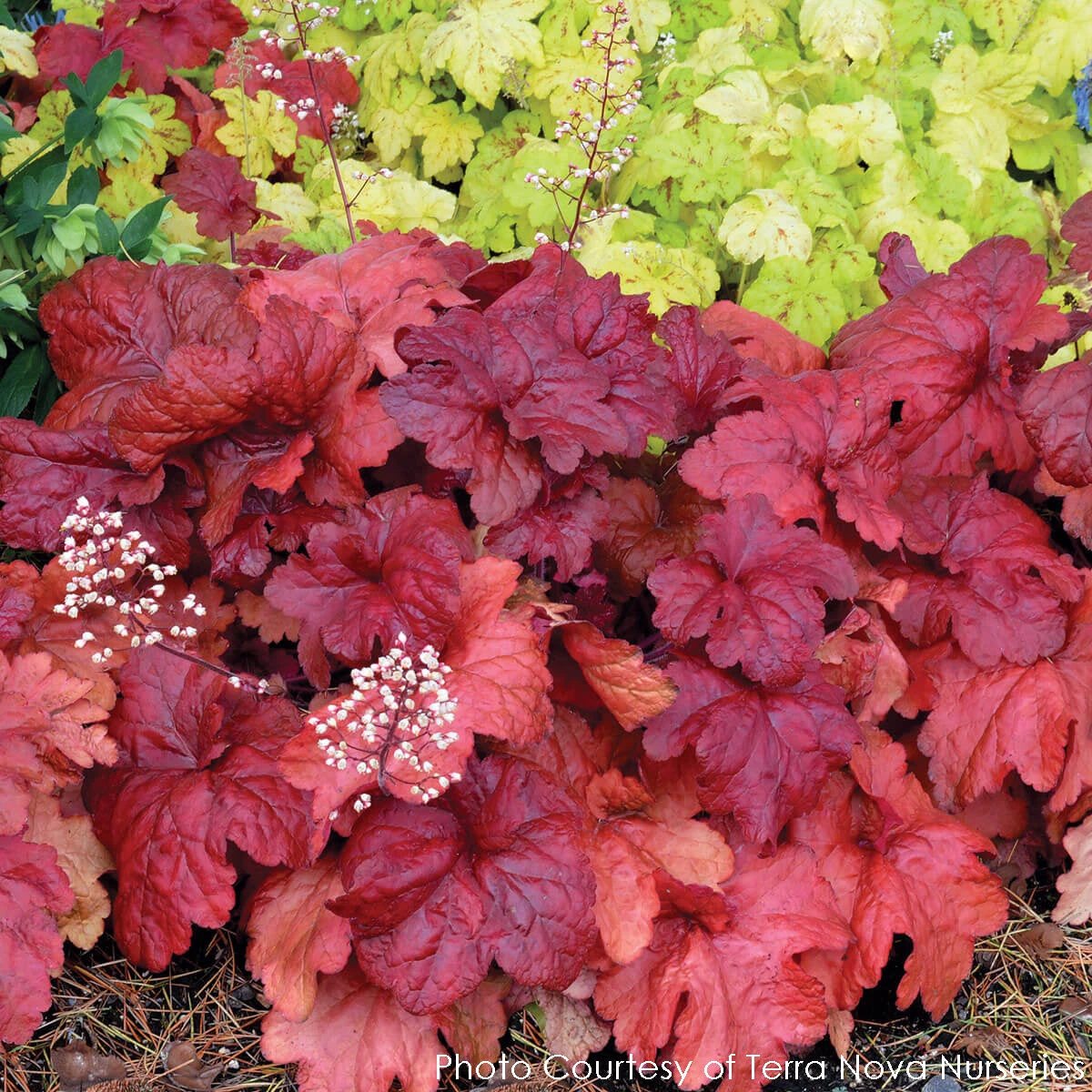 Heuchera X 'Fire Alarm' Coral Bells 3 Heuchera X 'Fire Alarm' Coral Bells