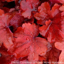 Heuchera X 'Fire Alarm' Coral Bells 7 Heuchera X 'Fire Alarm' Coral Bells -Rare Roots HEUCHERA FIRE ALARM 5